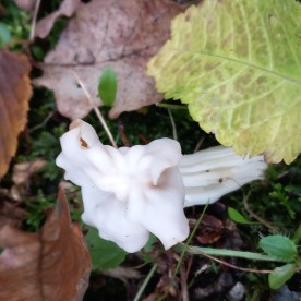 Helvella crispa