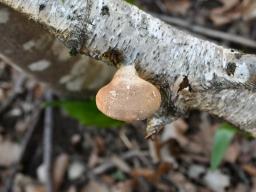 Fomitopsis betulina