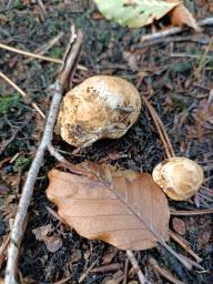 Rhizopogon luteolus