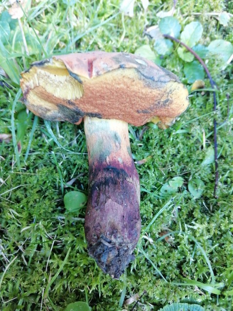 Suillellus queletii