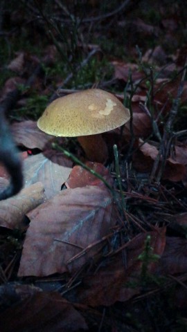 Suillus variegatus