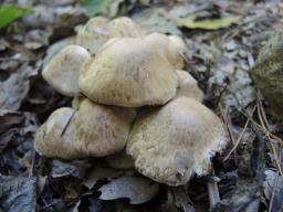 Psathyrella cotonea