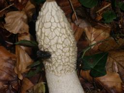 Phallus impudicus