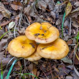 Armillaria mellea