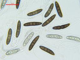 Massaria conspurcata