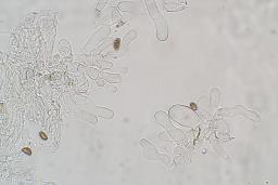 Inosperma pisciodorum