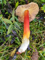Hygrocybe punicea