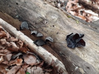 Auricularia auricula-judae