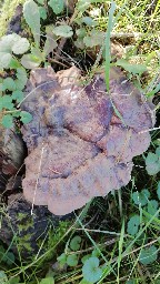 Ganoderma carnosum