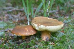 Gyroporus castaneus