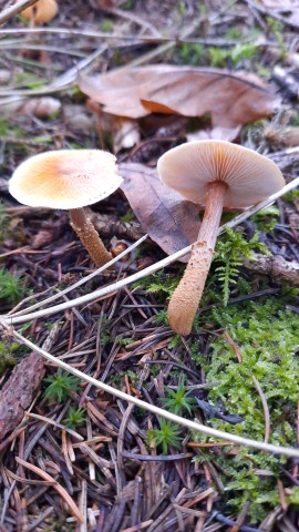 Cystoderma amianthinum