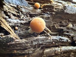 Psathyrella piluliformis