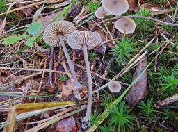 Entoloma juncinum