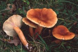Lactarius fulvissimus
