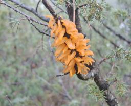 Gymnosporangium clavariiforme