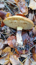 Suillus luteus