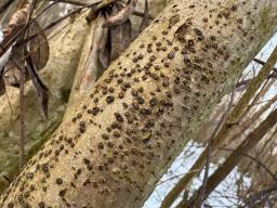 Melogramma campylosporum
