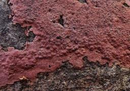 Hypoxylon petriniae