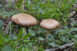 Stropharia rugosoannulata