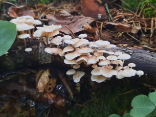 Collybiopsis ramealis