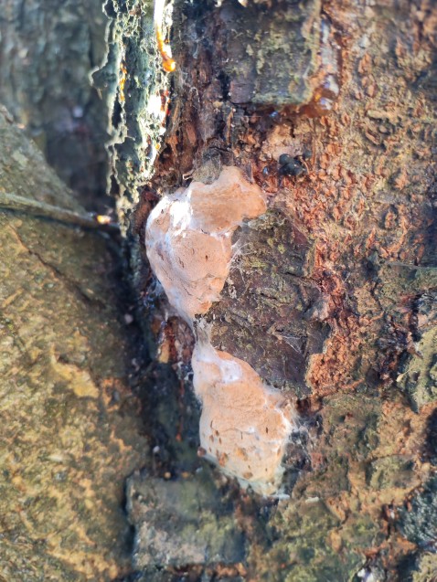Phellinus pomaceus