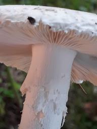 Amanita strobiliformis