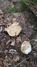 Butyriboletus appendiculatus