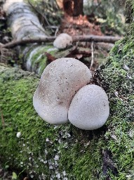Fomitopsis betulina