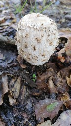 Coprinus comatus