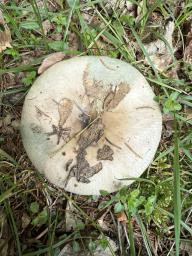 Russula medullata
