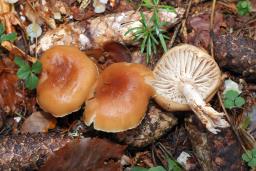 Hygrophorus discoideus