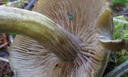 Agrocybe firma