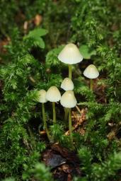 Mycena epipterygia