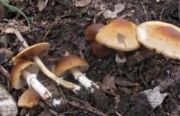 Conocybe aporos