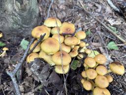 Hypholoma fasciculare