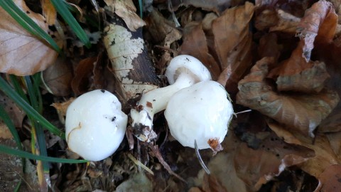 Hygrophorus eburneus