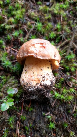 Butyriboletus subappendiculatus