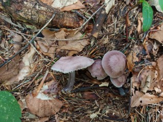 Mycena pura