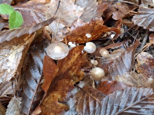 Strobilurus esculentus