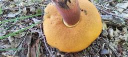 Neoboletus xanthopus