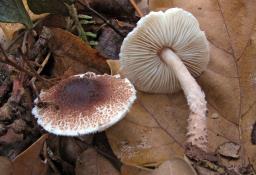 Lepiota echinella