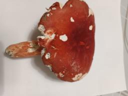 Russula lepidicolor