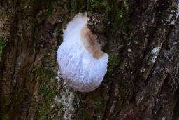 Reticularia lycoperdon