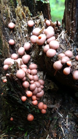 Lycogala epidendrum