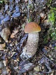 Leccinellum pseudoscabrum