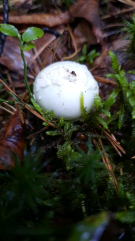 Amanita citrina