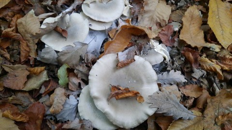 Clitocybe nebularis