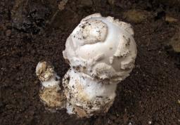 Amanita strobiliformis