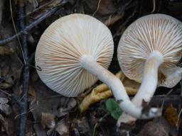 Hygrophorus hedrychii