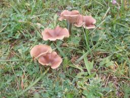 Pseudoclitocybe cyathiformis